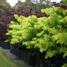 Kininis cercis - Cercis chinensis AVONDALE