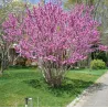 Cercis chinensis AVONDALE