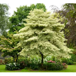 Grakščioji sedula - Cornus controversa VARIEGATA