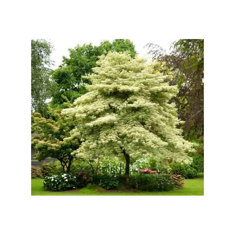 Grakščioji sedula - Cornus controversa VARIEGATA