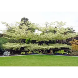 Grakščioji sedula - Cornus controversa VARIEGATA