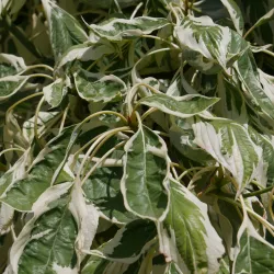 Grakščioji sedula - Cornus controversa VARIEGATA