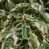 Grakščioji sedula - Cornus controversa VARIEGATA