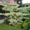 Grakščioji sedula - Cornus controversa VARIEGATA