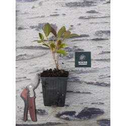 Kvapusis vytmenys - Abelia mosanensis MONIA