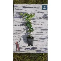 Egzotiniai augalai internetu