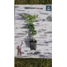 egzotiniai augalai, egzotiniai vaismedziai, reti augalai