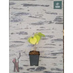 Kininis cercis - Cercis chinensis AVONDALE