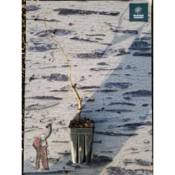 Didysis lazdynas - Corylus maxima RED MAJESTIC