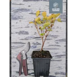 Pūkenis - YOUNG LADY