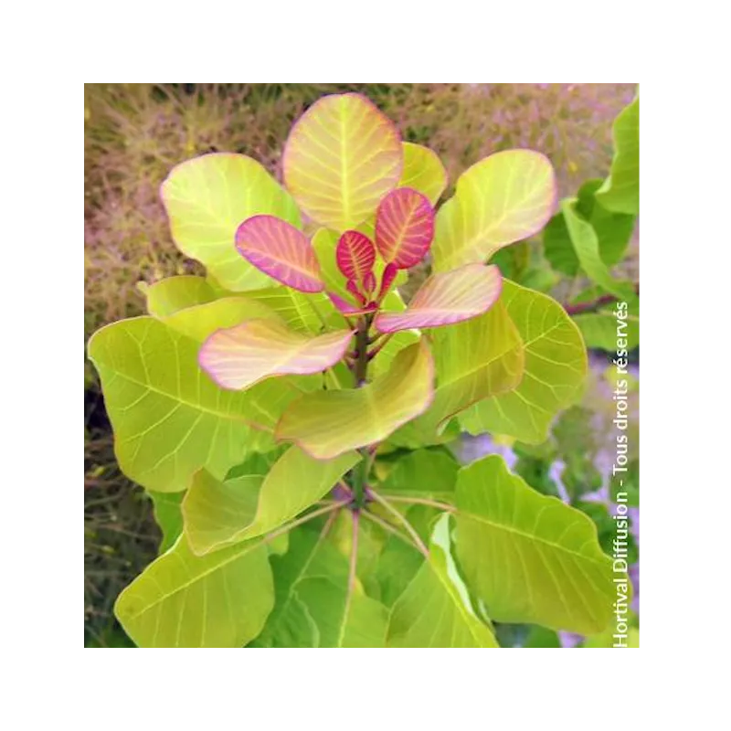 Pūkenis - YOUNG LADY