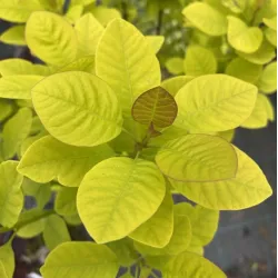 Europinis pūkenis - Cotinus coggygria Young Lady P19C3 30-40 CM