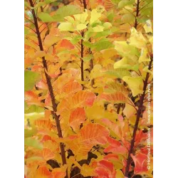 Europinis pūkenis - Cotinus coggygria Young Lady P19C3 30-40 CM