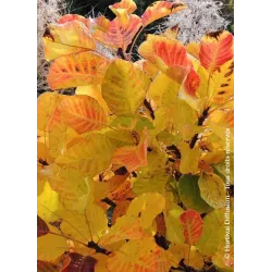 Pūkenis - YOUNG LADY