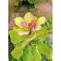 Pūkenis - YOUNG LADY