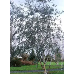 Snieginis eukaliptas - EUCALYPTUS pauciflora subsp. niphophila