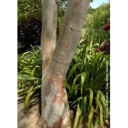 Retų ir egzotinių augalų prekyba internetu ir pristatymas į namus