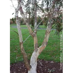 Retų ir egzotinių augalų prekyba internetu ir pristatymas į namus