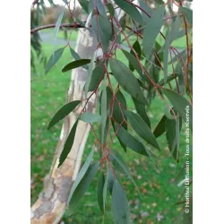 Retų ir egzotinių augalų prekyba internetu ir pristatymas į namus