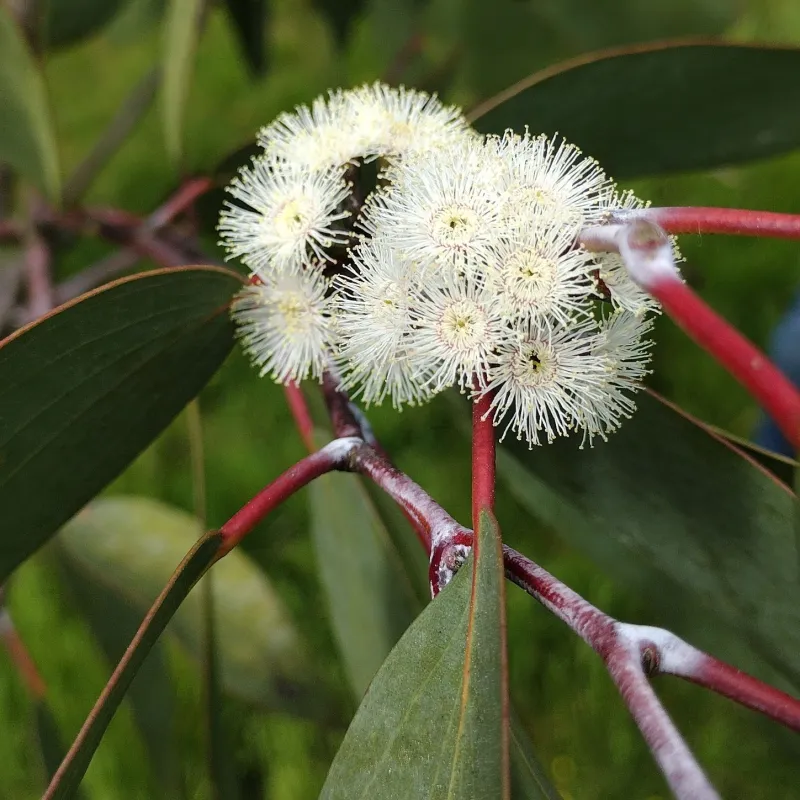 Snieginis eukaliptas - EUCALYPTUS pauciflora subsp. niphophila