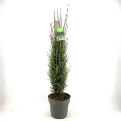 Paprastasis kadagys - Juniperus communis ARNOLD