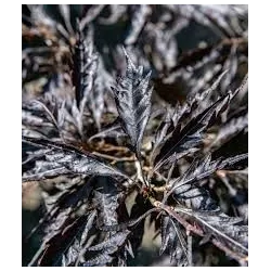 Paprastųjų bukų Purpurea Pendula sodinukai su pristatymu į namus