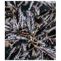 Paprastasis bukas - Fagus sylvatica MIDNIGHT FEATHER