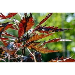 Paprastasis bukas - Fagus sylvatica MIDNIGHT FEATHER
