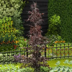 Paprastasis bukas - Fagus sylvatica MIDNIGHT FEATHER