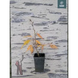 Paprastasis bukas - Fagus sylvatica MIDNIGHT FEATHER