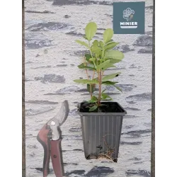 Feijoa - Acca sellowiana