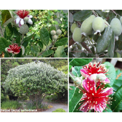 Amerikinė aka - Acca (feioja) sellowiana