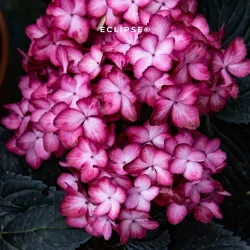 Hydrangea macrophylla ECLIPSE RED