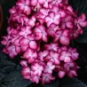 Darželinė hortenzija - Hydrangea macrophylla ECLIPSE (RED / PURPLE)