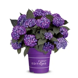 Darželinė hortenzija - Hydrangea macrophylla ECLIPSE (RED / PURPLE)