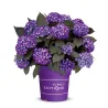 Darželinė hortenzija - Hydrangea macrophylla ECLIPSE (RED / PURPLE)
