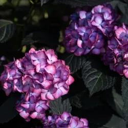 Hydrangea macrophylla ECLIPSE RED