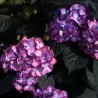 Darželinė hortenzija - Hydrangea macrophylla ECLIPSE (RED / PURPLE)