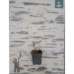 Hydrangea macrophylla ECLIPSE RED