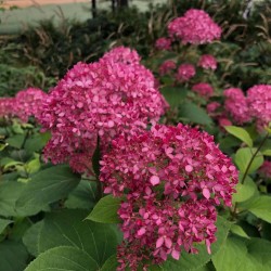 Šviesioji hortenzija - Hydrangea arborescens MAGICAL® DARK PINK