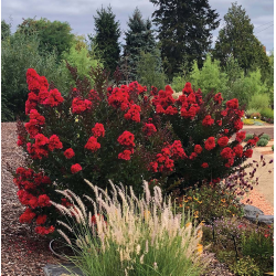 Užsisakyk augalus pavasariui jau dabar