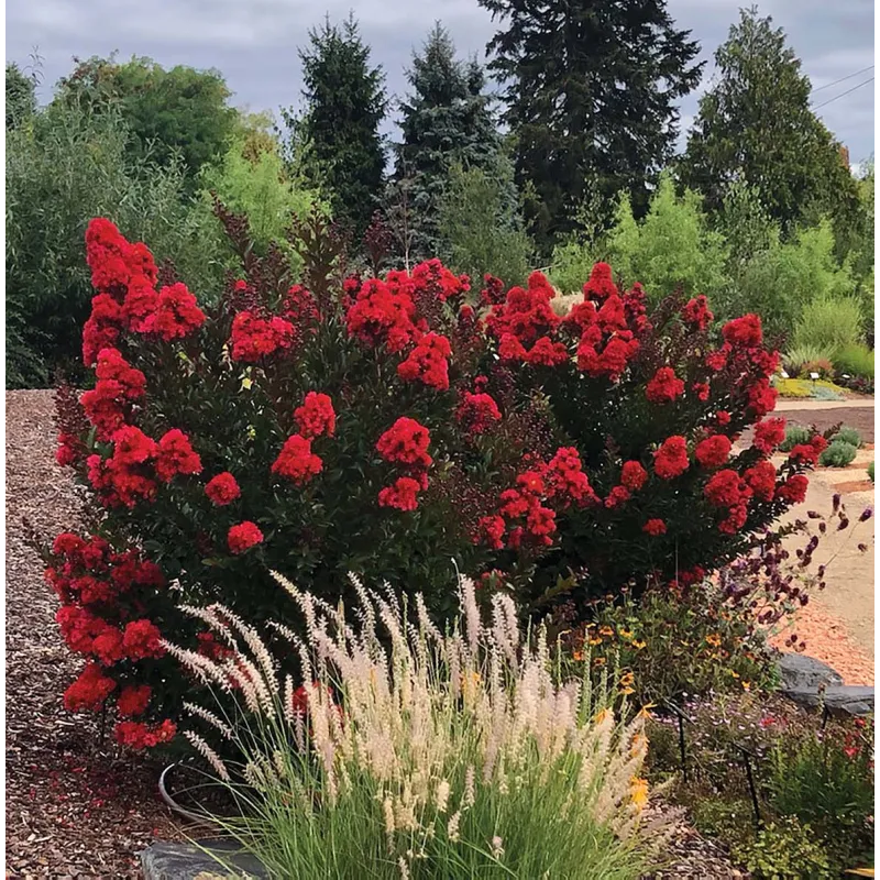 Užsisakyk augalus pavasariui jau dabar