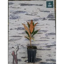 Užsisakyk augalus pavasariui jau dabar