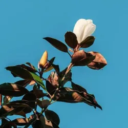 Užsisakyk augalus pavasariui jau dabar