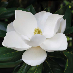 Stambiažiedė magnolija - Magnolia grandiflora ALTA