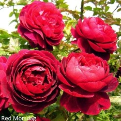 Rožė - Rosa RED MORSDAG