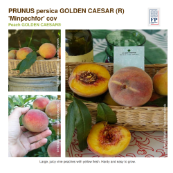 Prunus persica GOLDEN CAESAR