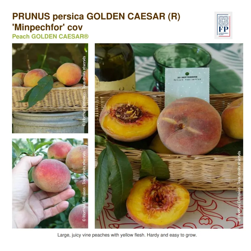 Prunus persica GOLDEN CAESAR