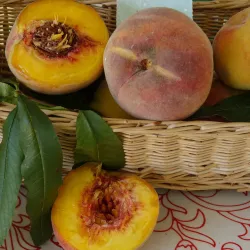 Prunus persica GOLDEN CAESAR