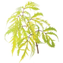 Juoduogis šeivamedis - Sambucus nigra LEMONY LACE